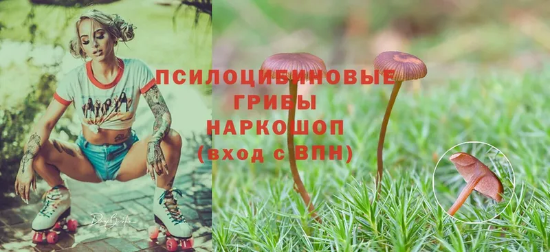 закладка  Нахабино  Галлюциногенные грибы Psilocybe 